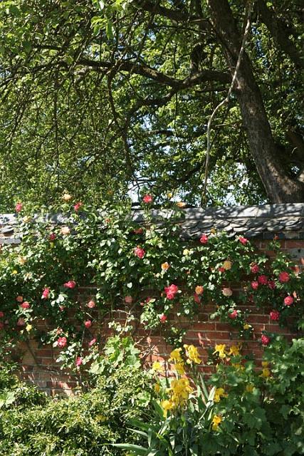 31. Primrose Garden.JPG